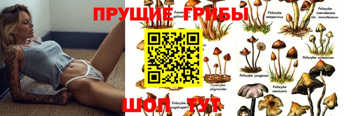 Камышин  Псилоцибиновые грибы Cubensis  Вход с VPN 